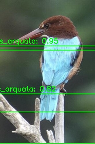 test_yolov12-result